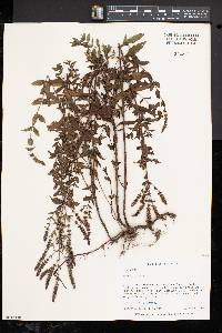 Mentha spicata image