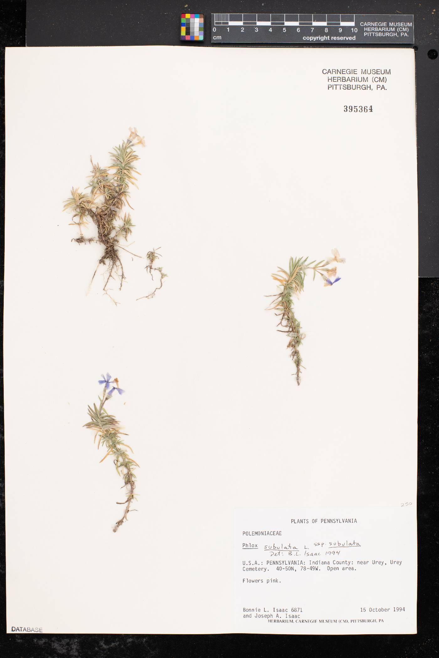 Phlox subulata subsp. subulata image