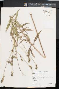 Oenothera gaura image