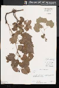 Vitis rupestris image