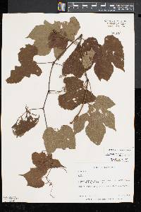 Vitis cinerea var. baileyana image