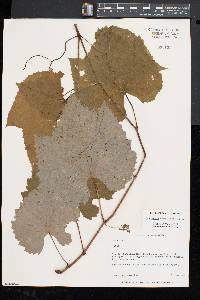 Vitis aestivalis var. bicolor image