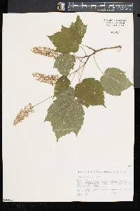 Acer spicatum image