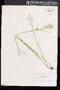 Linum medium var. texanum image