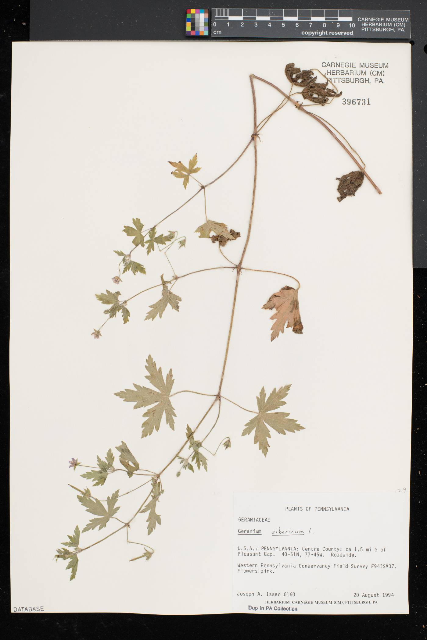 Geranium sibiricum image