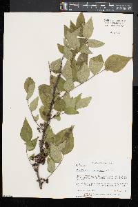 Zanthoxylum americanum image