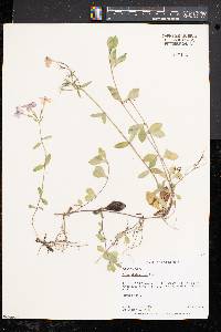 Phlox stolonifera image