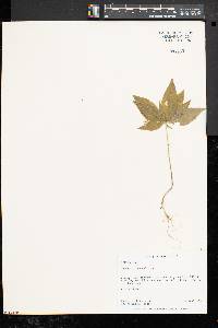 Trientalis borealis image