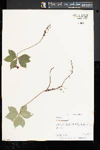 Cornus canadensis image