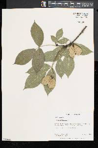 Staphylea trifolia image