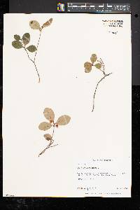 Gaultheria procumbens image