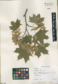 Acer platanoides image