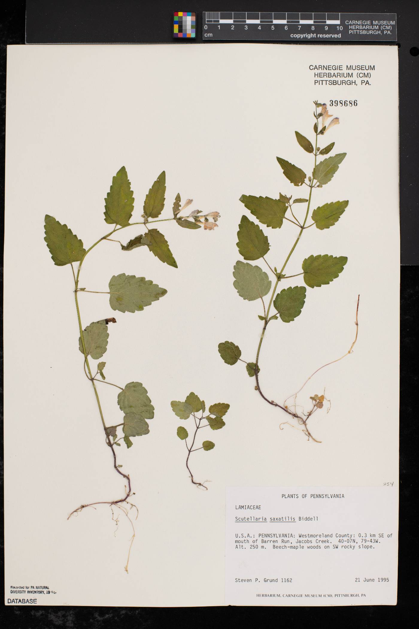 Scutellaria saxatilis image