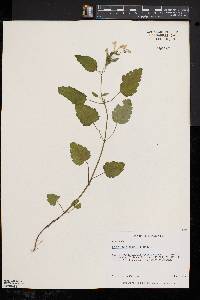 Scutellaria saxatilis image