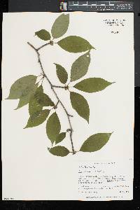 Ilex montana image