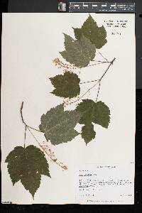 Acer spicatum image