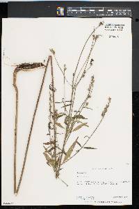 Oenothera gaura image