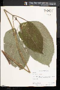 Collinsonia canadensis image