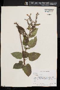 Scutellaria incana image