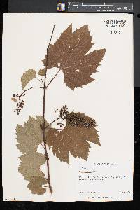 Vitis riparia image