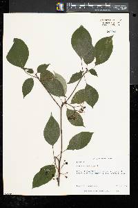 Cornus alternifolia image