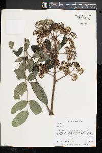 Aralia spinosa image