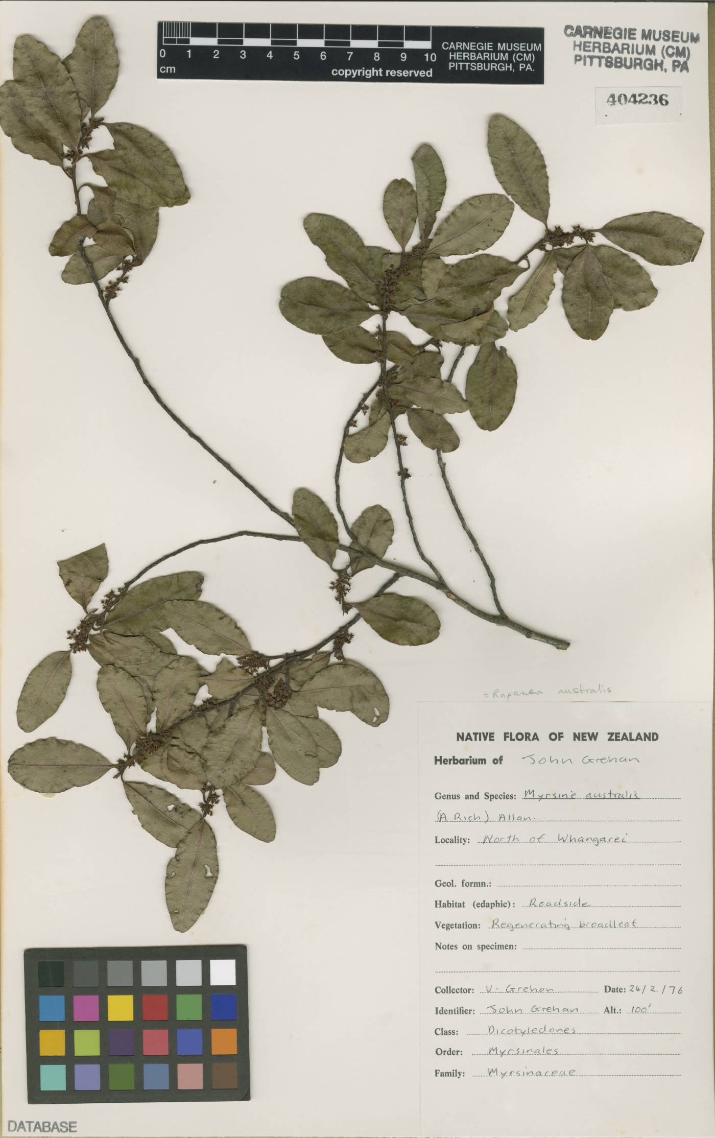 Rapanea australis image