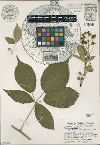 Rubus canadensis image