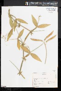 Lathyrus latifolius image