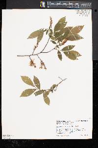 Leucothoe racemosa image