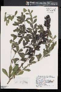 Baptisia australis image