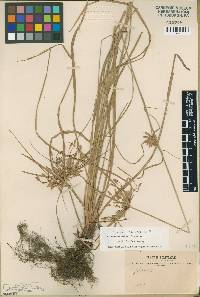 Cyperus incomtus image