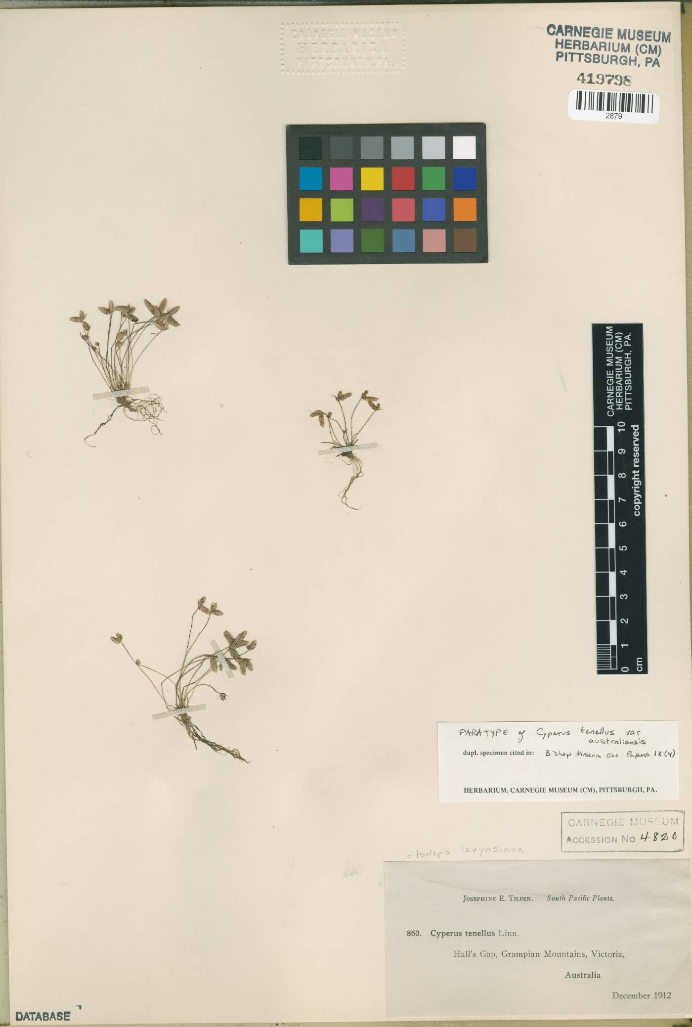 Isolepis levynsiana image