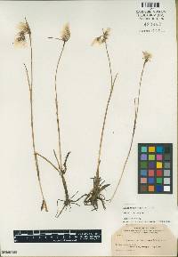 Eriophorum angustifolium image