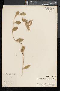 Smilax havanensis image