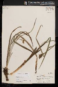 Stenanthium gramineum image