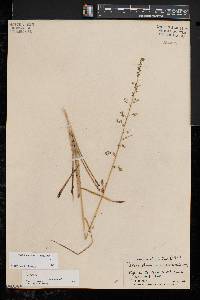 Stenanthium gramineum var. micranthum image