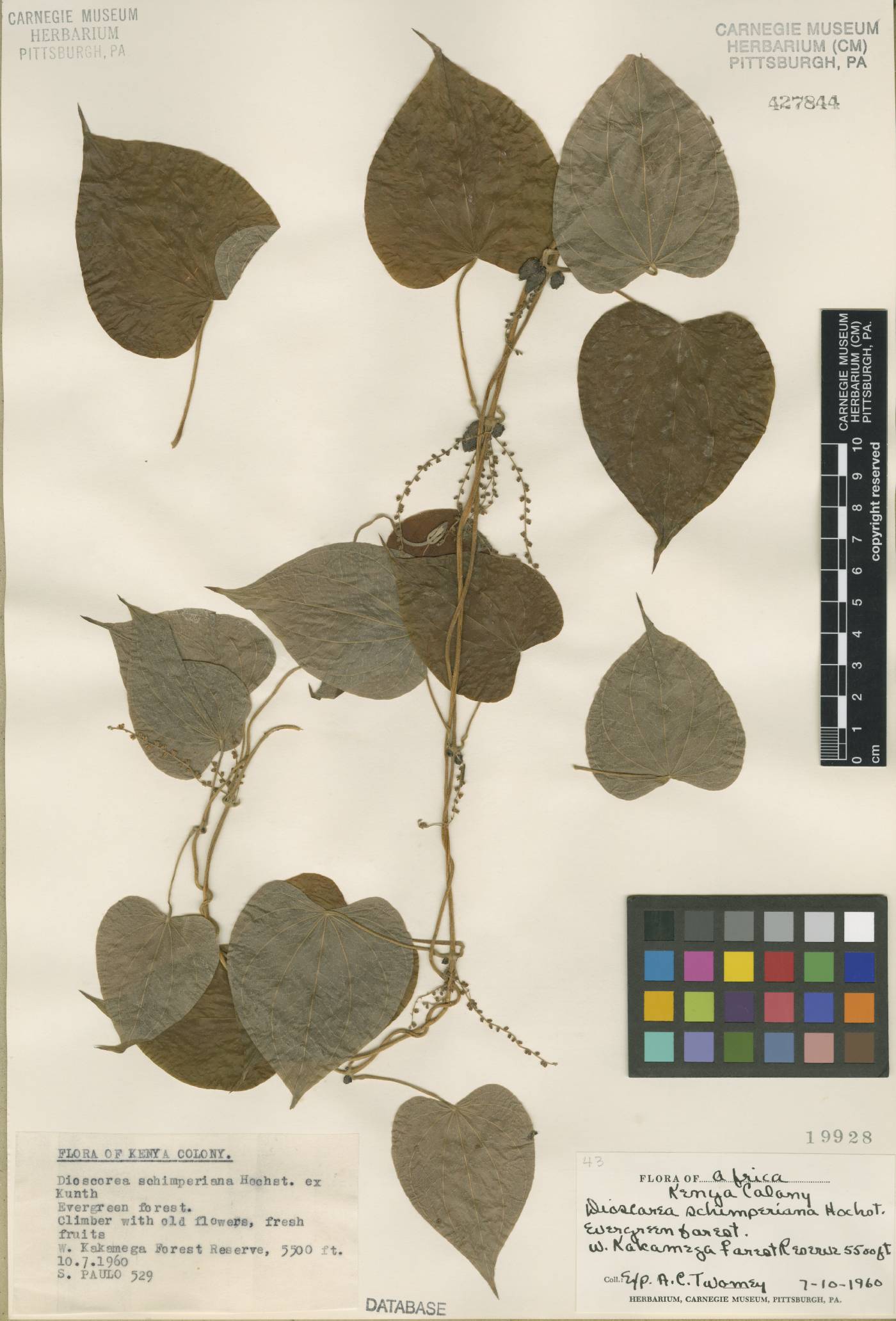 Dioscorea schimperiana image