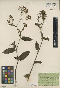 Polygonum chinense image