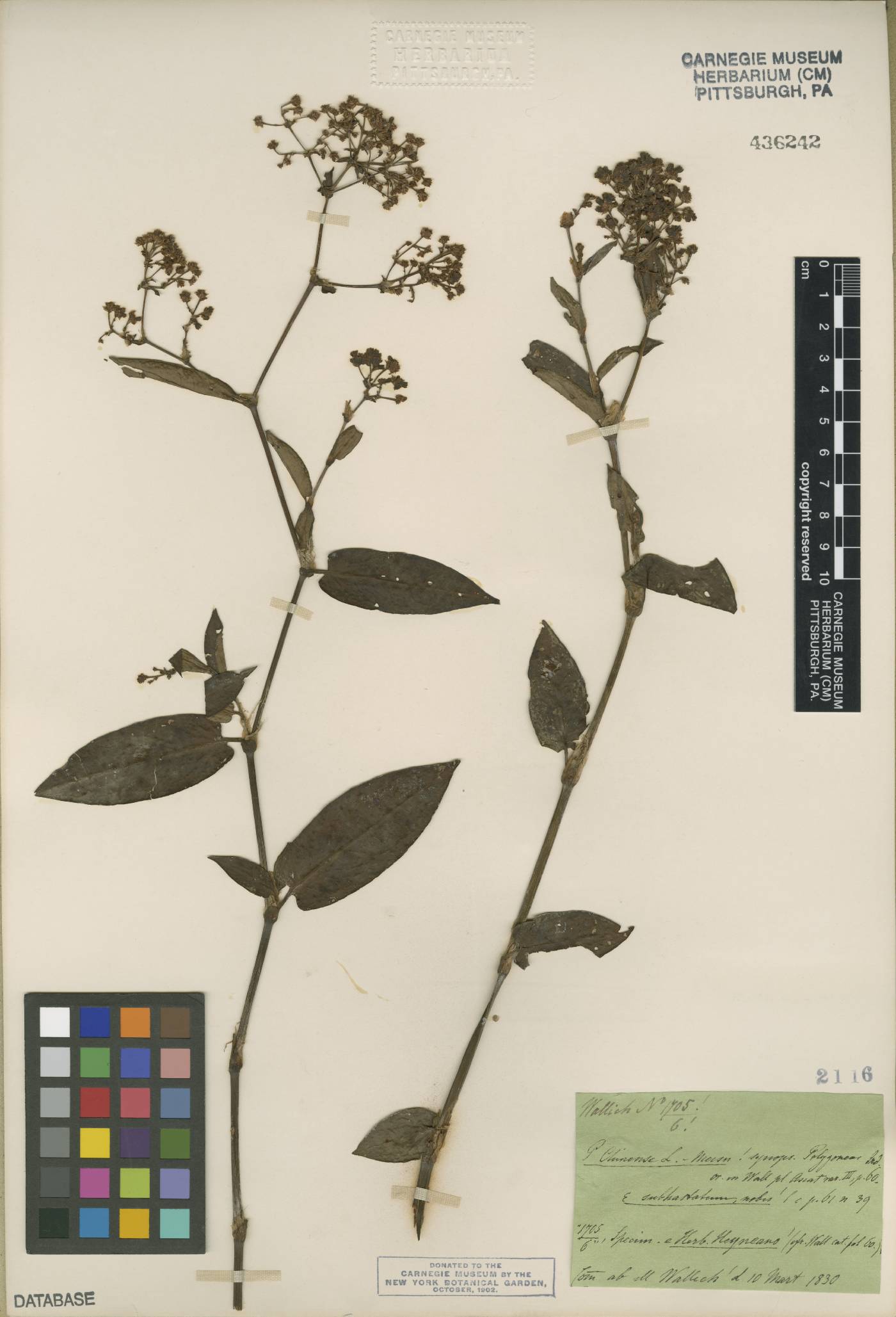 Polygonum chinense image