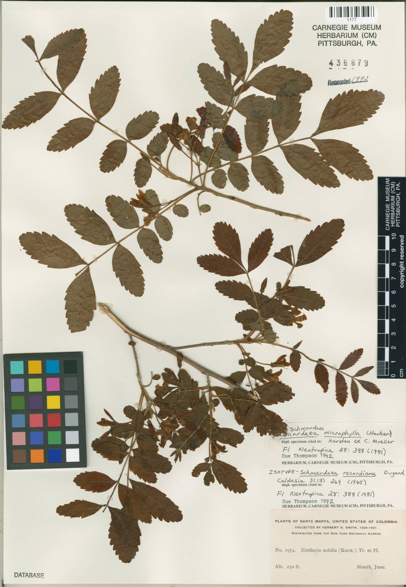 Schmardaea image