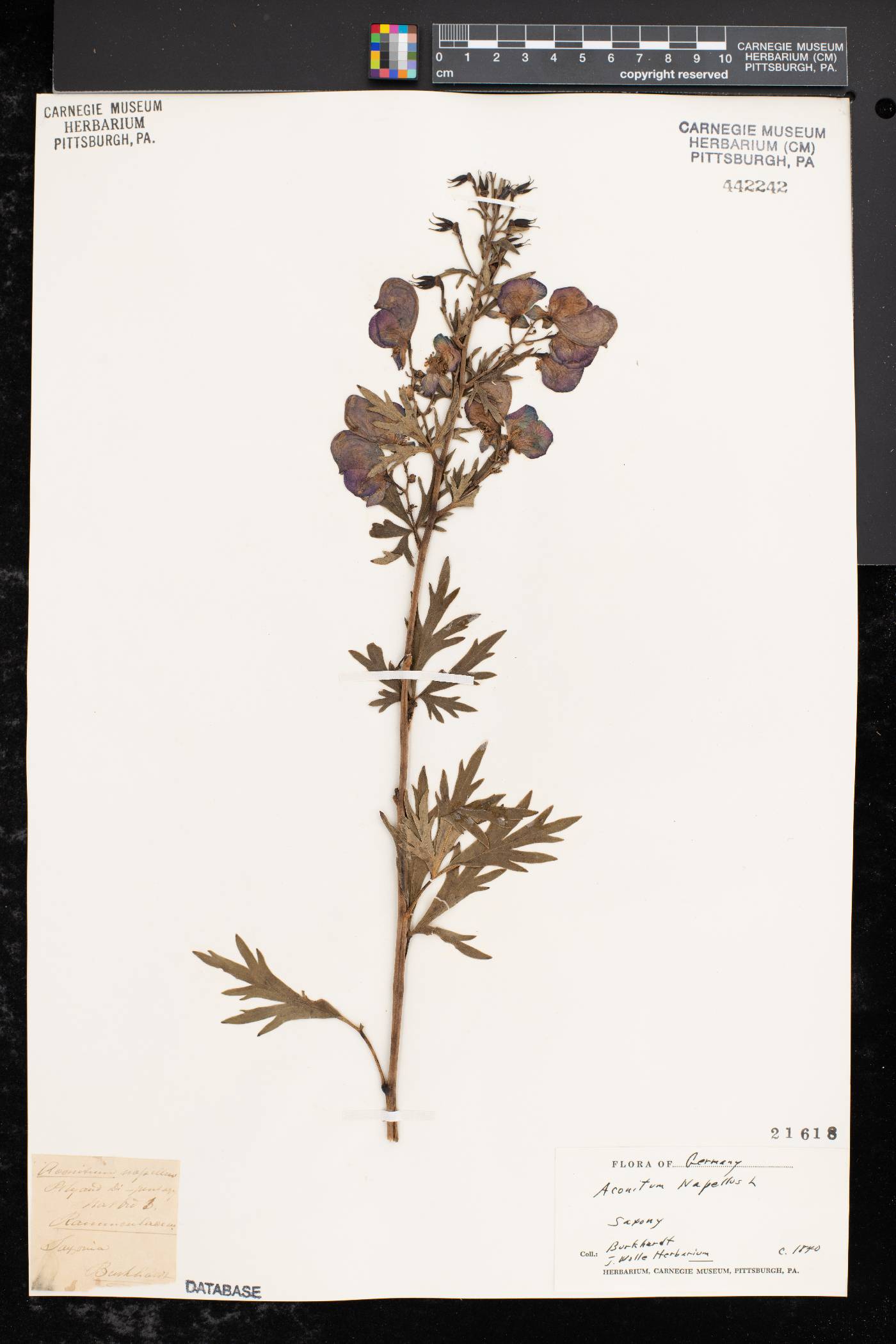 Aconitum napellus image