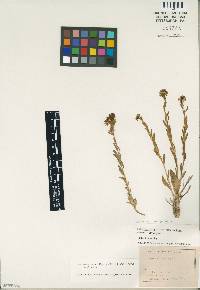 Image of Lepidium integrifolium