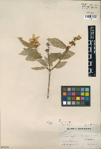 Philadelphus zelleri image