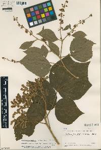 Heliocarpus americanus image