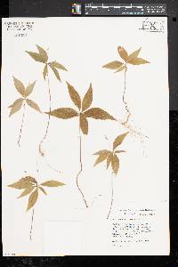 Trientalis borealis image