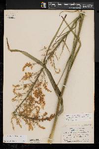 Stenanthium gramineum image