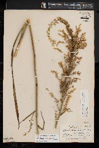 Stenanthium gramineum var. gramineum image