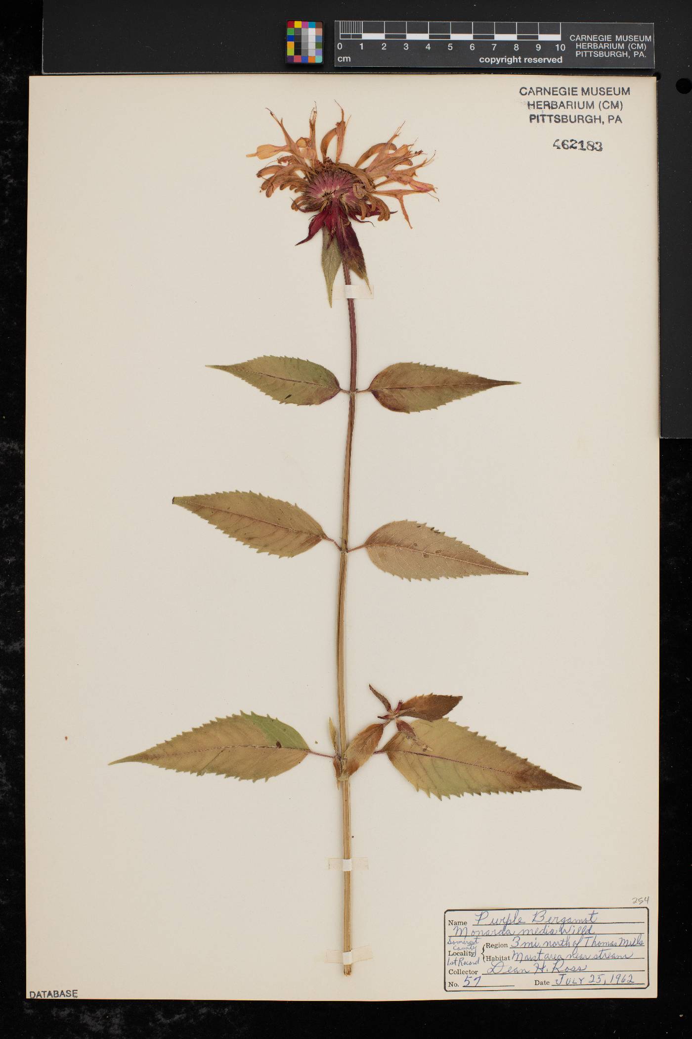 Monarda × media image