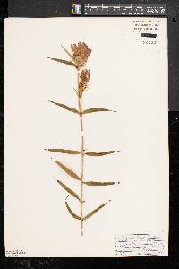 Gentiana linearis image